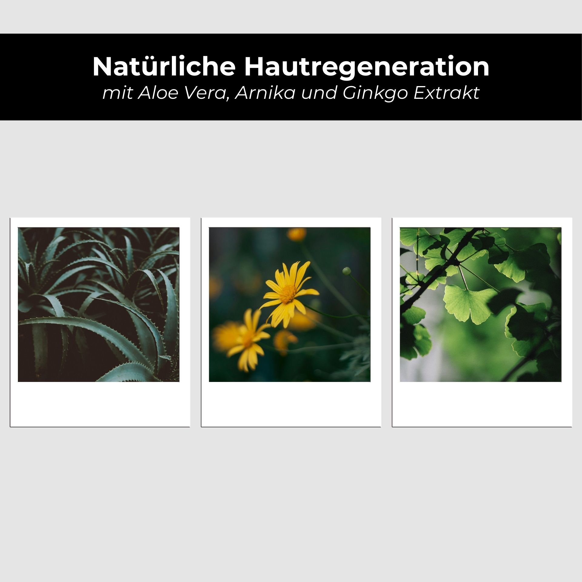Gänseblümchen, Blume, Blatt, Kräuter, Blütenblatt