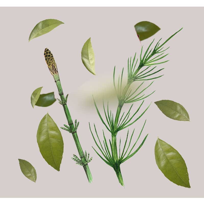 Ackerschachtelhalm und Hamamelisblätter, natürliche Inhaltsstoffe für das Balancing & Mattifying Face Gel von RAU Cosmetics, zur Hautregulation und -beruhigung.