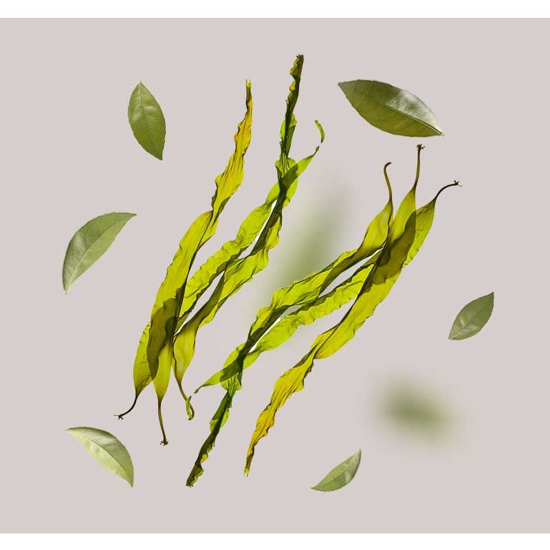 Mikroalgen-Extrakt und grüne Blätter auf neutralem Hintergrund, symbolisierend die natürlichen Inhaltsstoffe des White Tea Eye Cooling Gels von RAU Cosmetics für feuchtigkeitsspendende und regenerierende Augenpflege.