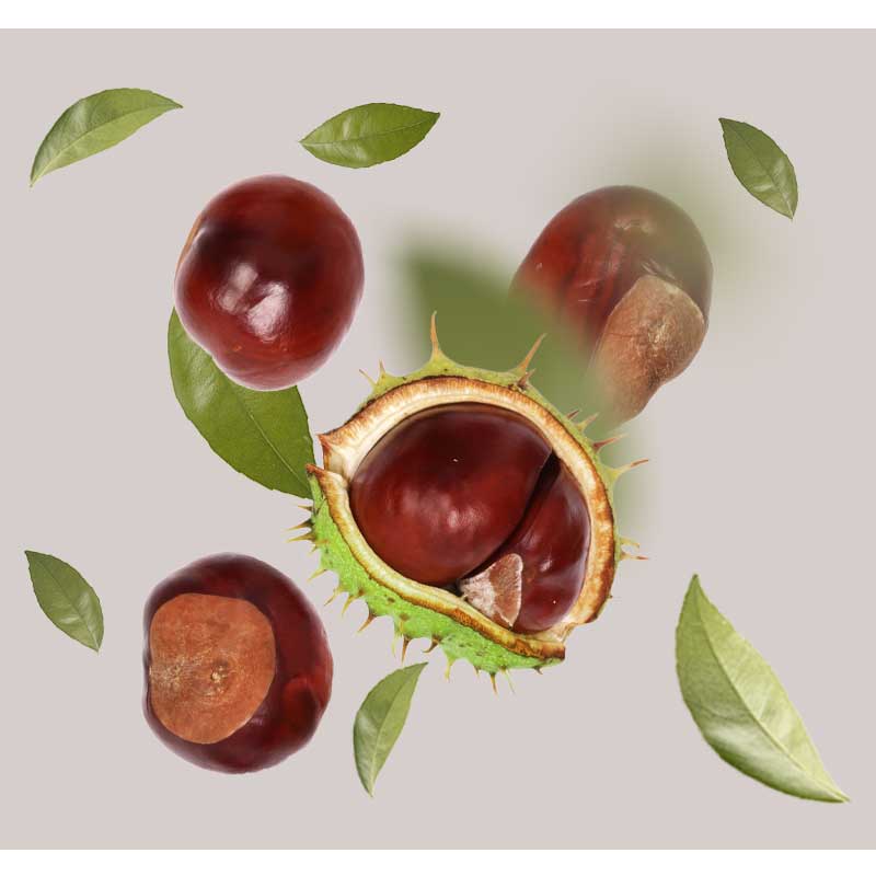rosskastanie-01 Rosskastanie und Blätter, Darstellung von Kastanienfrüchten, Hauptbestandteil des Anti-Rötungen Couperose Serums für sensitive Haut.
