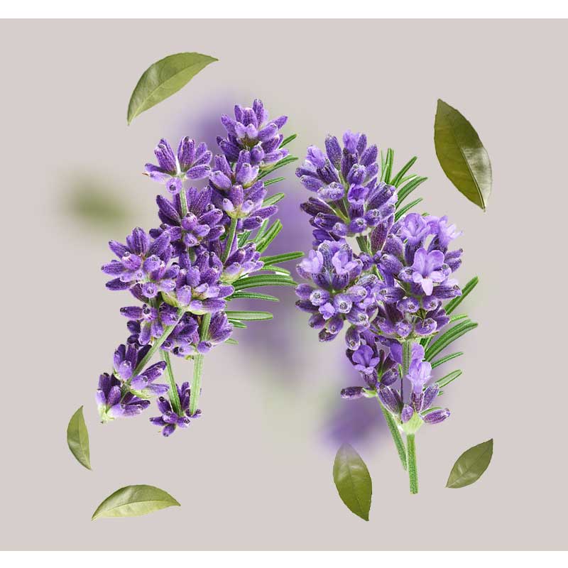lavendel_(1) lavendel_(1)