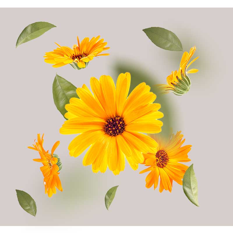 ringelblume-01 Ringelblumenblüten und Blätter auf neutralem Hintergrund, symbolisieren beruhigende Inhaltsstoffe für das Anti Redness Couperose Serum von RAU Cosmetics.