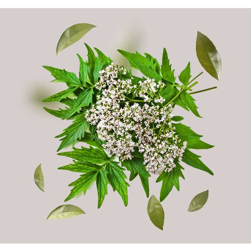 Baldrianpflanze mit weißen Blüten und grünen Blättern, umgeben von einzelnen Blättern, symbolisiert die beruhigenden Eigenschaften des Deep Cleansing 2in1 Gesichtsreinigers von RAU Cosmetics.