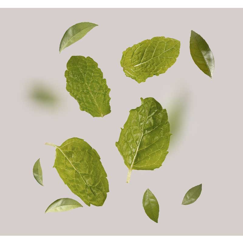 Blätter von wilder Pistazie und Malachit-Extrakt, umgeben von einer neutralen Hintergrundfarbe, symbolisieren die natürlichen Inhaltsstoffe der RAU Mattifying Ampullen für alle Hauttypen.