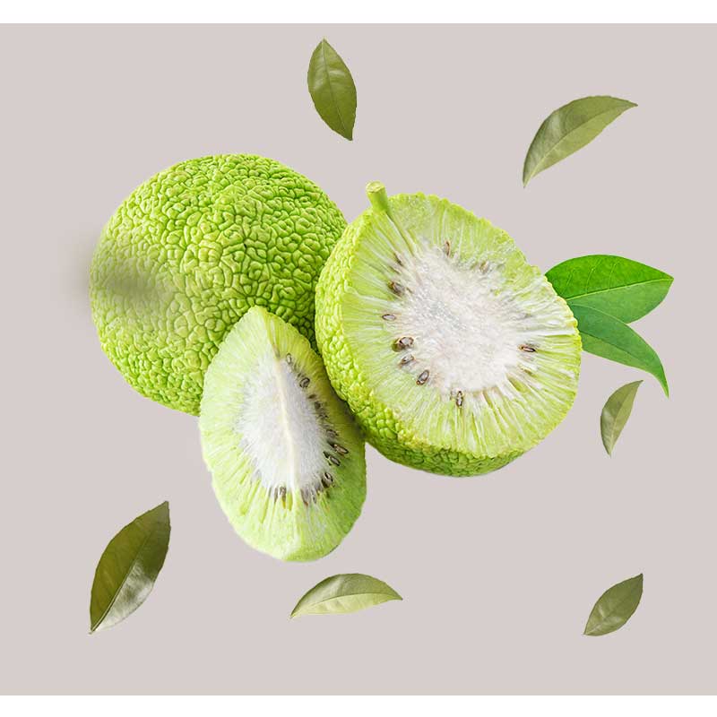 maclura-conchichinesis Hälften und ganze Früchte der Maclura Cochinchinensis, umgeben von grünen Blättern, stellen den Hauptbestandteil des RAU Silver Facial Washgel für eine sanfte und feuchtigkeitsspendende Hautreinigung dar.