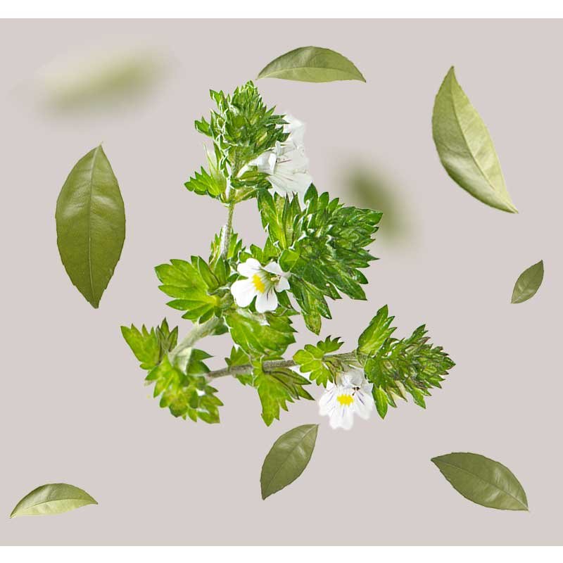 Augentrost-Pflanze mit weißen Blüten und grünen Blättern, umgeben von weiteren Blättern, symbolisiert die Hauptbestandteile der RAU Eye Lifting Ampullen zur Hautregeneration und Faltenreduktion.