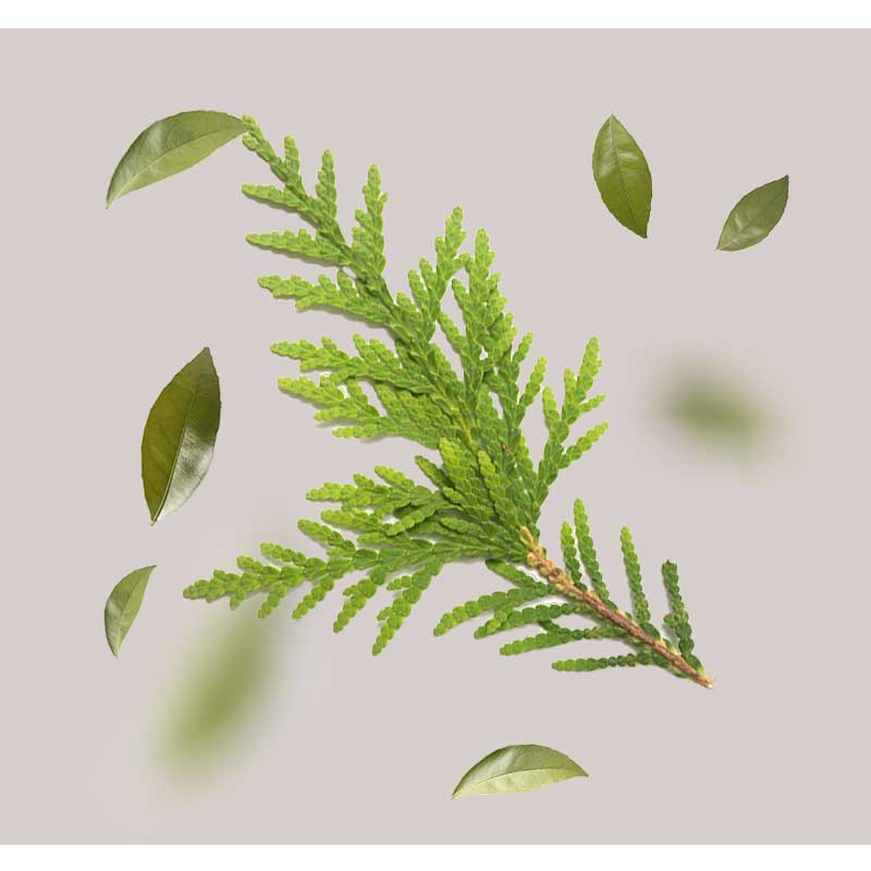 zypressen-extrakt Zypressenextrakt mit grünen Blättern, symbolisiert natürliche Inhaltsstoffe für die O2 Maske von RAU Cosmetics, zur Förderung von Feuchtigkeit und Hautregeneration.
