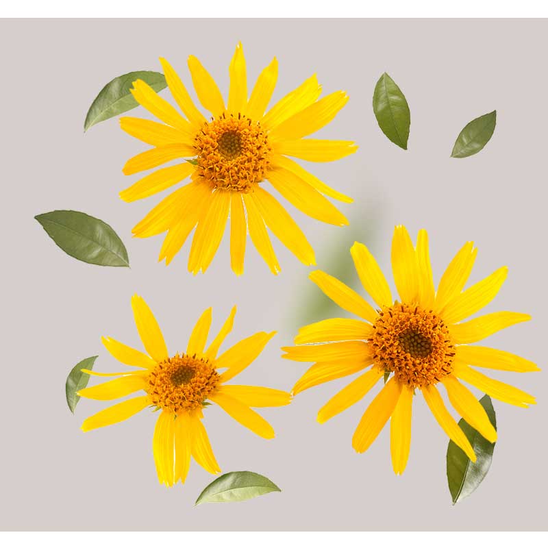 arnica Gelbe Arnikablüten mit grünen Blättern, symbolisierend die Hauptbestandteile der O2 Maske von RAU Cosmetics für regenerationsbedürftige und fahle Haut.