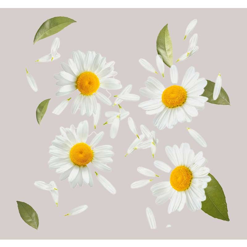 Kamille Blumen mit gelben Mitteln und weißen Blütenblättern, umgeben von Blättern und Blütenblättern, symbolisierend die beruhigenden Inhaltsstoffe des Purifying Tonic von RAU Cosmetics.